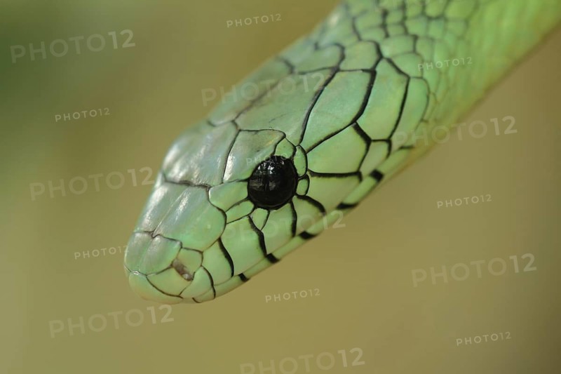 Western green mamba (Dendroaspis viridis), close-up of snake head with reticulated stripes, captive