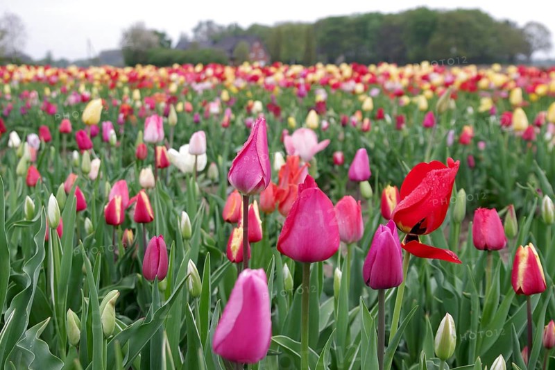 Tulips (Tulipa), tulip bed, colourful, closed flower-bed, bouquet, A flower bed with many different coloured tulips