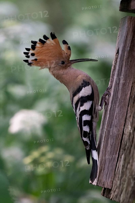 Hoopoe (Upupa epops) at the nesting box, Oberspreewald, Brandenburg, Germany