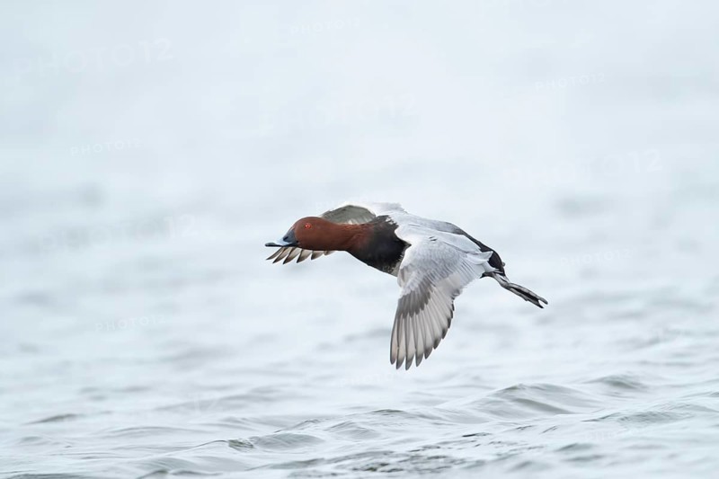 Common pochard duck (Aythya ferina) adult male bird flying low over water of a lake, England, United Kingdom