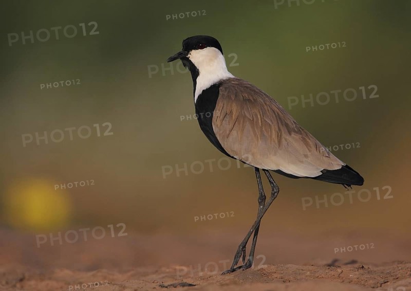 Spur-winged Lapwing (Vanellus spinosus), Gambia