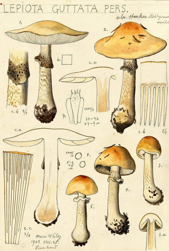 Mushroom, fungi, Lepiota guttatata, umbrella mushroom, authentic reproduction of an illustration by Hans Walty (1868-1948) from about 1915, historical