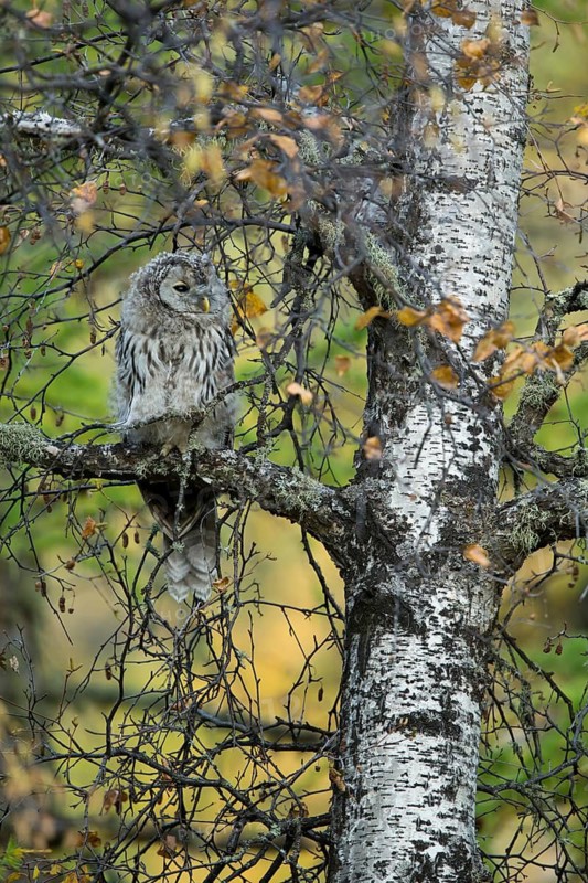 Ural Owl (Strix uralensis yenisseensis) juvenile perched on a branch, Töv-Aimag, Mongolia