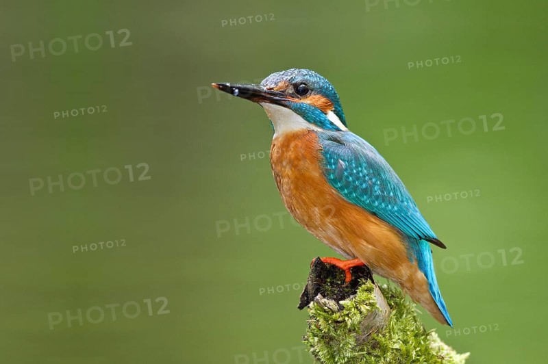 Common Kingfisher (Alcedo atthis) female perched on mossy branch, Mecklenburg-Western Pomerania, Germany