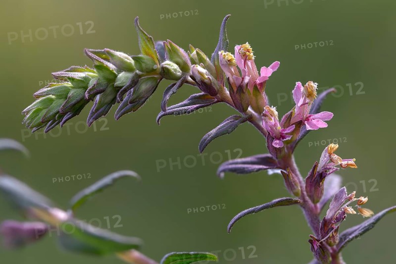 Spring Tooth, Odontites Vernus, Tooth Tross, Flora, Plants, Red Bartsia