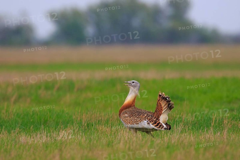 Great Bustard (Otis tarda), Hungary