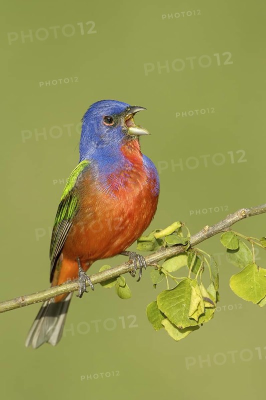 Painted Bunting (Passerina ciris) male singing, Texas, USA