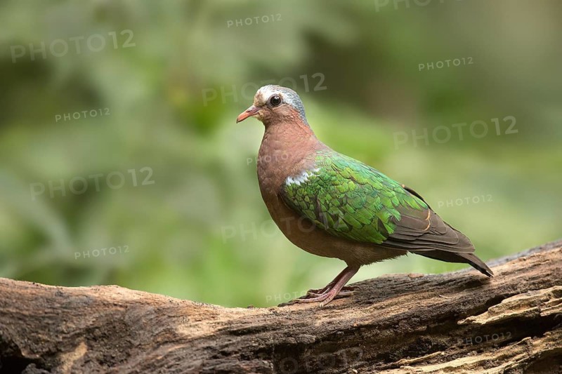 Common Emerald Dove (Chalcophaps indica) perched on a log, Yunnan, China