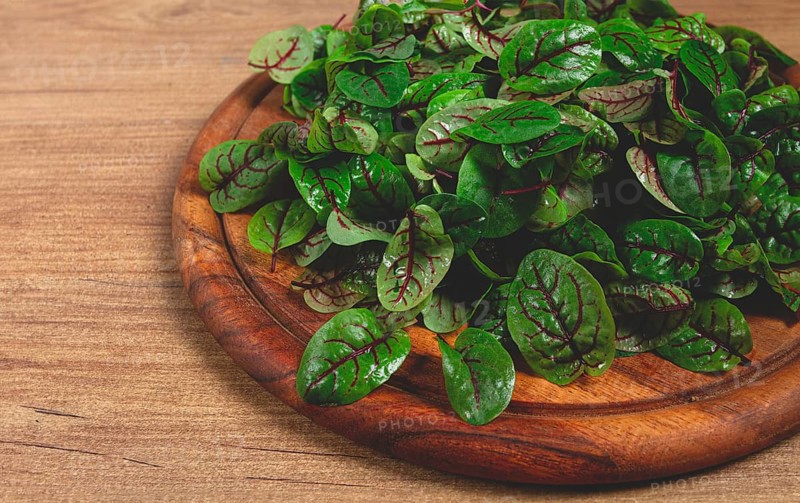 Sorrel bloody Mary, fresh baby sorrel leaves, with red veins, micro-greens, on a plate