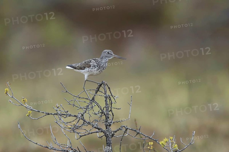 Common Greenshank (Tringa nebularia) perched on a brush, Dalarna, Sweden
