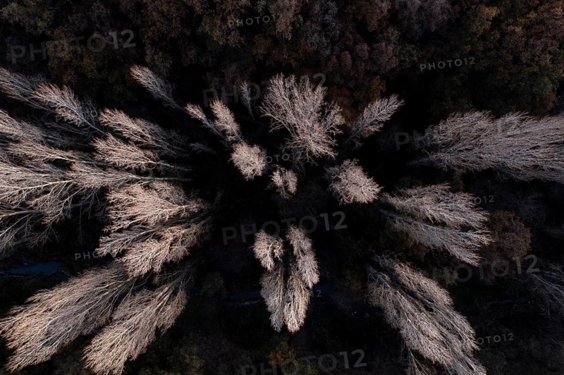 Captivating aerial shot capturing a dense array of trees and shrubbery transitioning into the autumn season. The overcast shadows and muted earth tones illustrate the seasonal shift from above