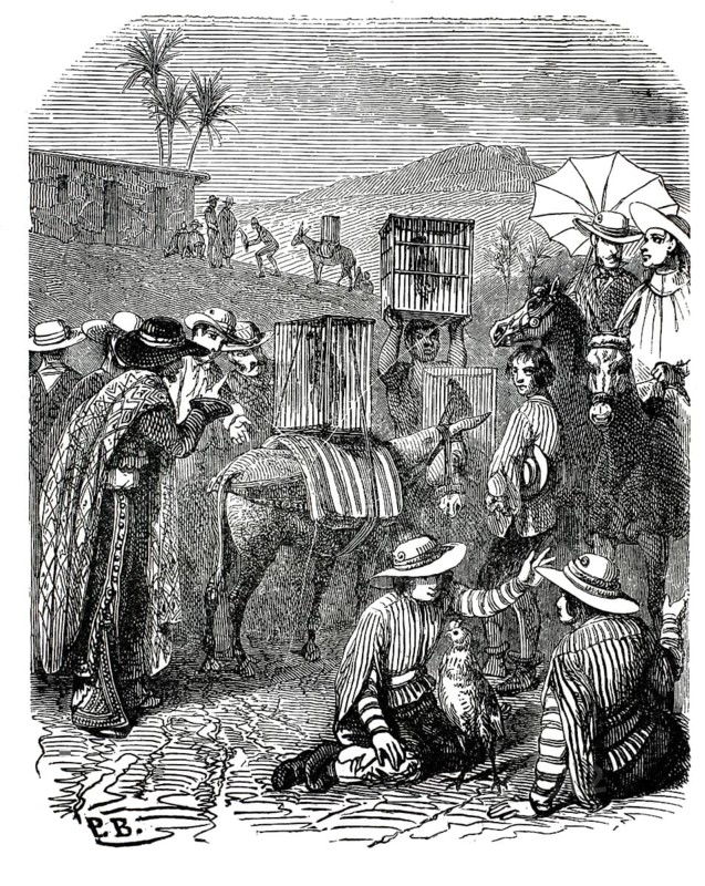 A celebration in Santa Anna, the arrival of the roosters, 1860, Mexico. A donkey carries a large wooden cage on its back, which contains fighting cocks for a traditional festival. Two men sit on the ground and carefully examine one of the roosters. A man carries another cage on his head, authentic, high-resolution reproduction from a 19th-century original, exact date of depiction unknown, historical