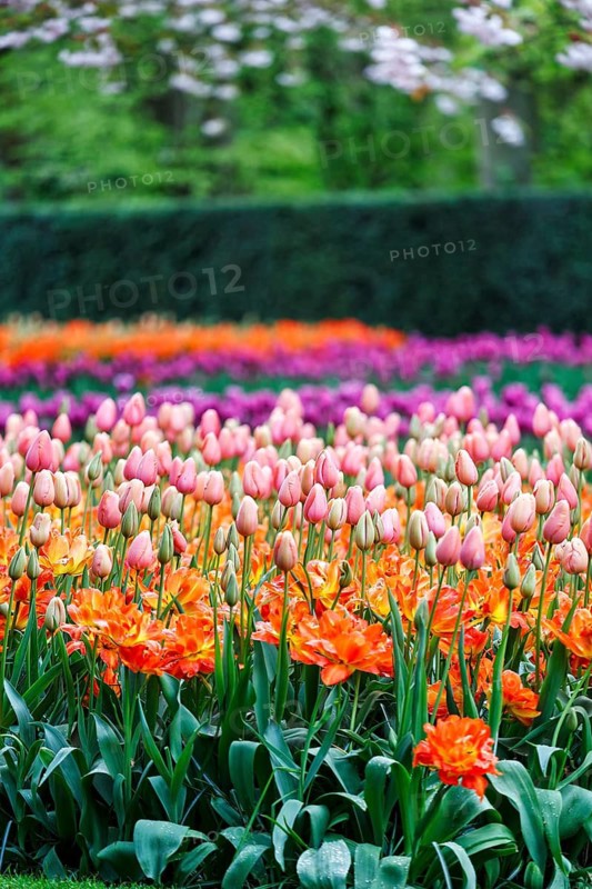 Different coloured tulips (Tulipa), colourful tulip bed, Keukenhof gardens, Lisse, Bollenstreek, South Holland, Netherlands