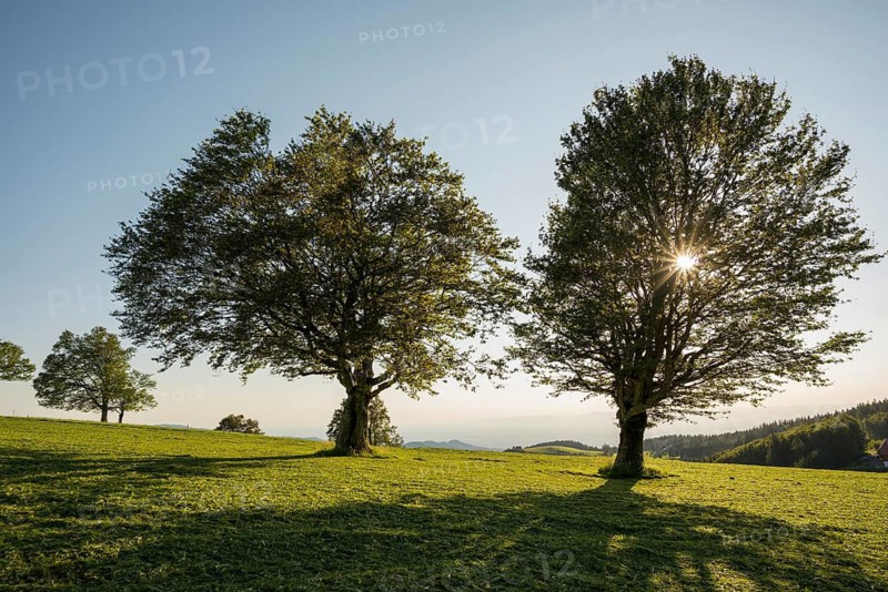 Wetterbuchen, sunset, Schauinsland, Freiburg im Breisgau, Black Forest, Baden-Württemberg, Germany