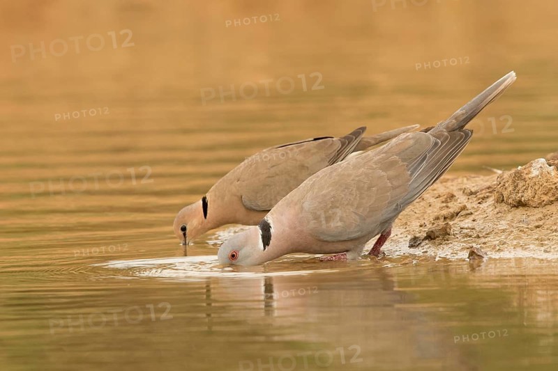 Vinaceous Dove & Mourning Collared Dove (Streptopelia vinacea & Streptopelia decipiens), Gambia