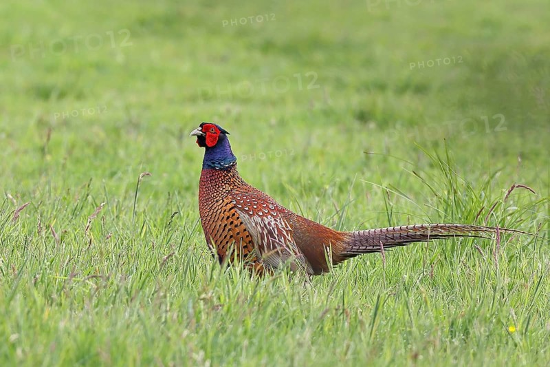 Pheasant, hunting pheasant (Phasianus colchicus), adult male bird in a meadow, wildlife, Lembruch, Ochsen Moor, Dümmer nature park Park, Lower Saxony, Germany
