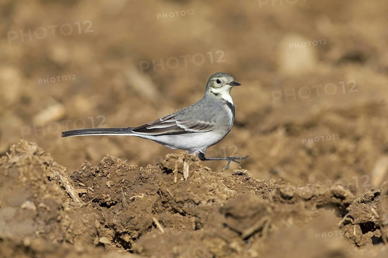 White wagtail, (Motacilla alba), BTiere, birds, family of wagtails and pipits, Steglarp, Vellinge, Skåne, Sweden