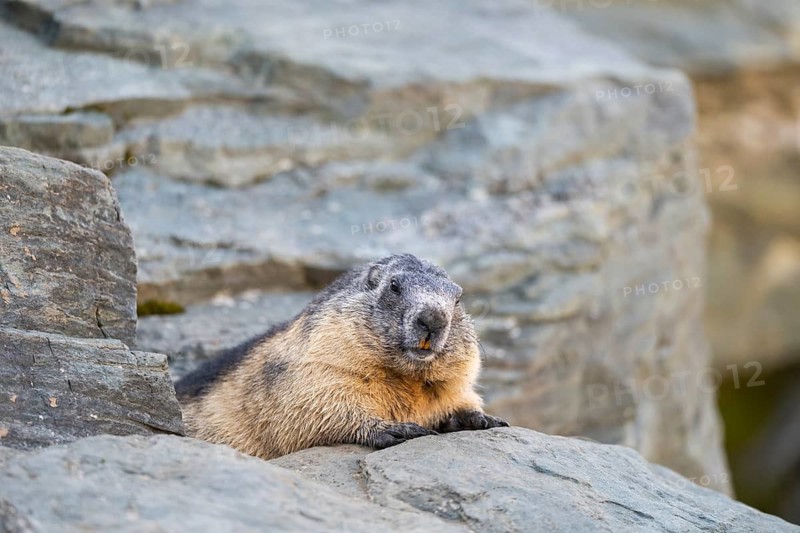 Alpine marmot (Marmota marmota) in autumn, Grossglockner, High Tauern National Park, Austria