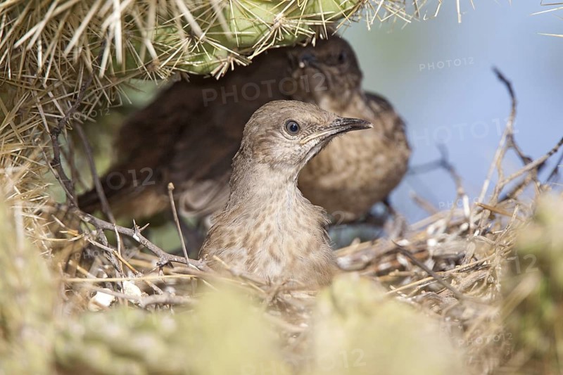 Curve-billed Thrasher Toxostoma curvirostre Sabino Canyon, Tucson, Arizona, United States 1 June Young in nest in Cholla Cactus. Mimidae