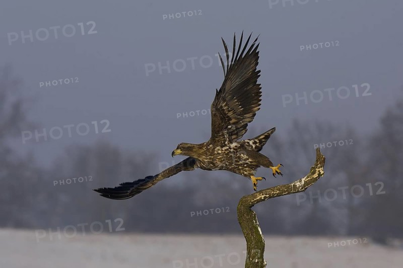 White-tailed Eagle (Haliaeetus albicilla) juvenile flying, Mecklenburg-Western Pomerania, Germany
