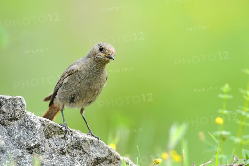 Black Redstart (Phoenicurus ochruros) juvenile, North Rhine-Westphalia, Germany
