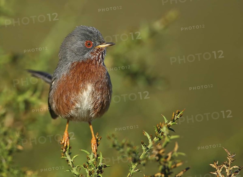 Dartford Warbler (Sylvia undata) male, Ferreira do Alentejo, Portugal
