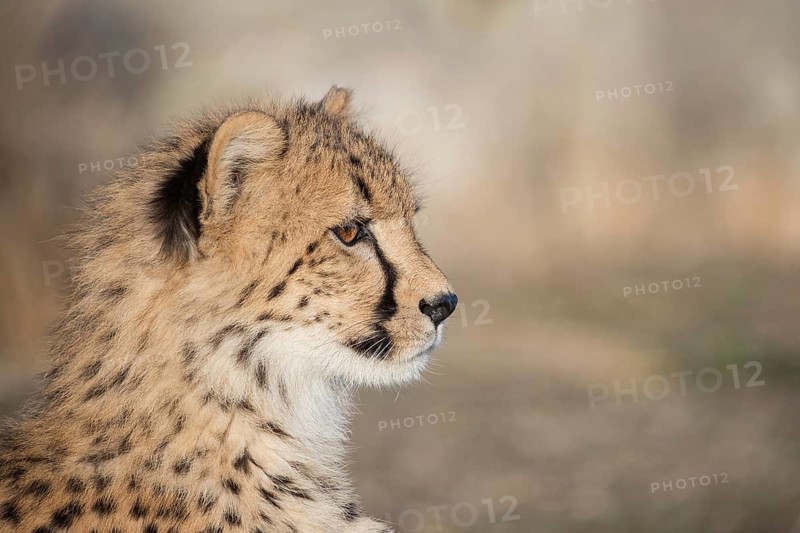 Cheetah (Acinonyx jubatus) portrait, Castile-La Mancha, Spain