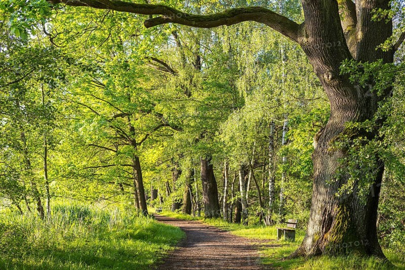 Old oaks (quercus) on the path at Horka pond, Bischofswerda, Saxony, Germany