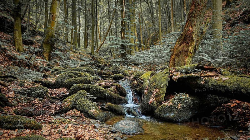 A small stream, Werre, flows through a moss-covered forest, surrounded by tall trees, quiet, melancholy atmosphere, atmospheric, hiking in the Schwarza Valley nature park Reserve, Thuringian Slate Mountains, Thuringian Forest Nature Park