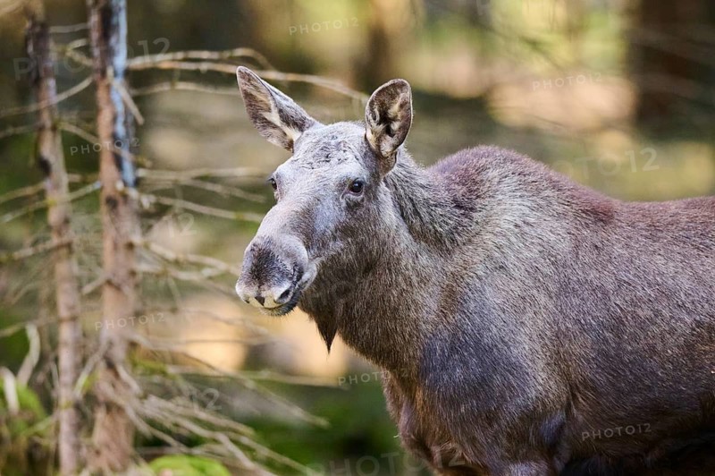 Elk (Alces alces) portrait in a forest, Bavaria, Germany