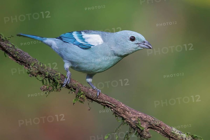 Blue-gray Tanager (Thraupis episcopus) perched on a branch in Manu National Park, Peru