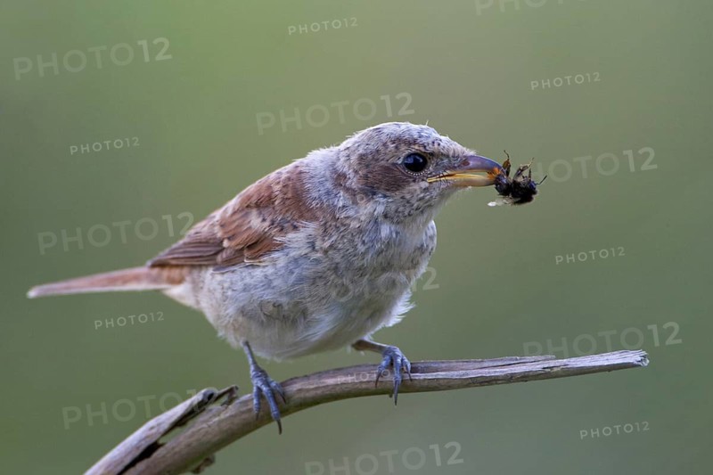 Red-backed Shrike (Lanius collurio) female, Brandenburg, Germany