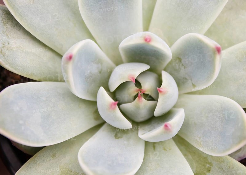 Beautiful succulent plant in greenhouse. Closeup, floral patterns, selective focus