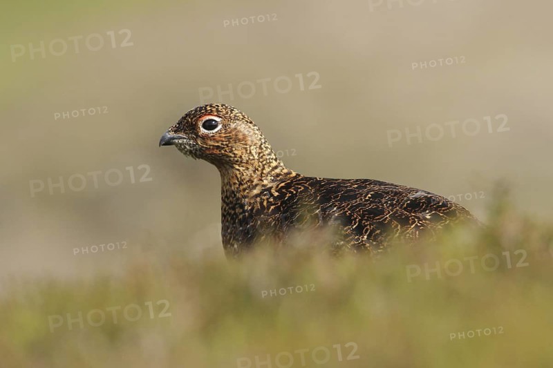 Red Grouse (Lagopus lagopus scotica), Scottish Highlands, United Kingdom