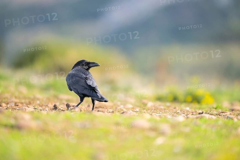Common raven (Corvus corax) on a meadow in autumn, Pyrenees, Catalonia, Spain