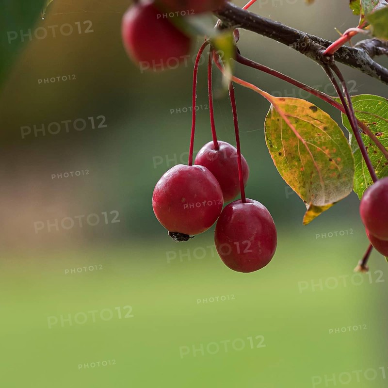 Ornamental apple (Malus 'Rudolph'), Oberdieck-Garten, Germany