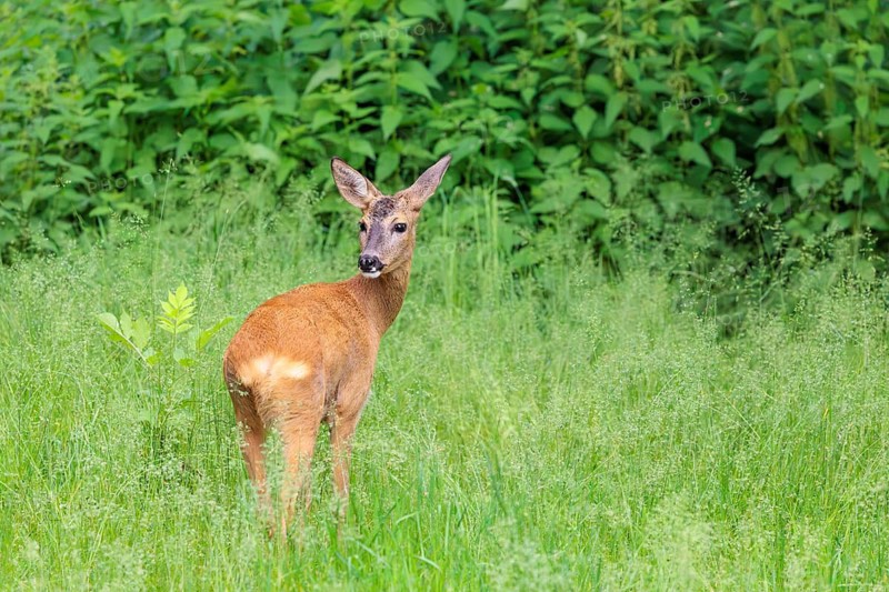 A female roe deer (Capreolus capreolus) stands in a green meadow. Bavaria, Germany