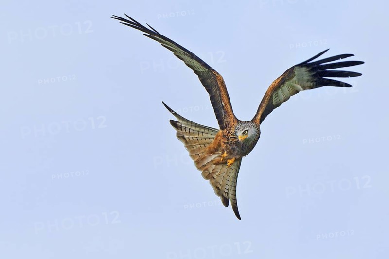 Red Kite (Milvus milvus) flying, United Kingdom