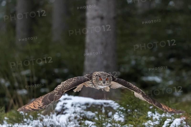 One Eurasian Eagle Owl, Bubo bubo, flying thru a forest with snow on the ground