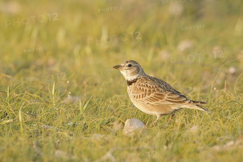 Calandra Lark (Melanocorypha calandra), Turkey