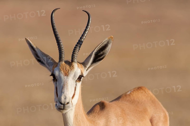Springbok (Antidorcas marsupialis), adult, animal portrait, evening light, Kalahari desert, Kgalagadi Transfrontier Park, Northern Cape, South Africa
