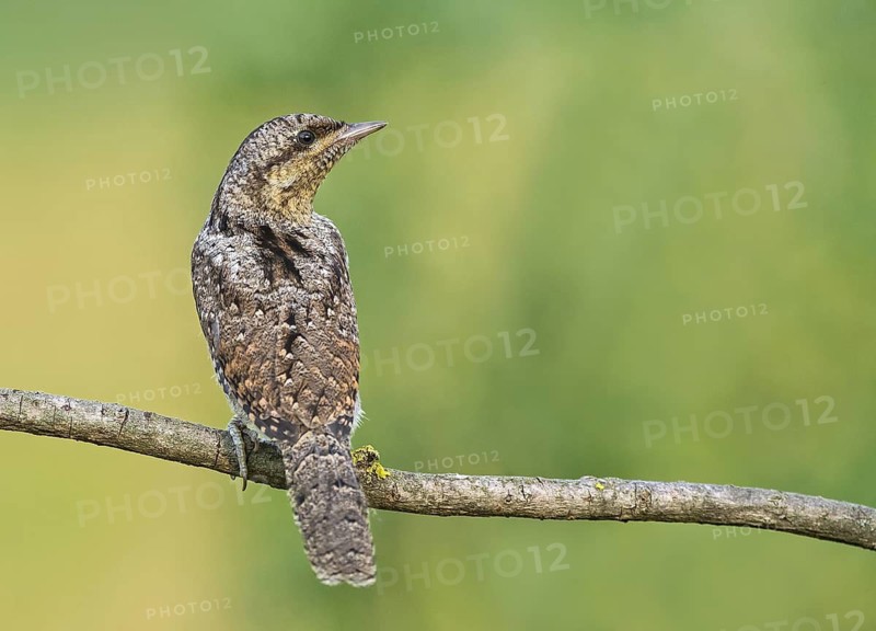 Eurasian Wryneck (Jynx torquilla) juvenile perched on a branch, Aosta Valley, Italy