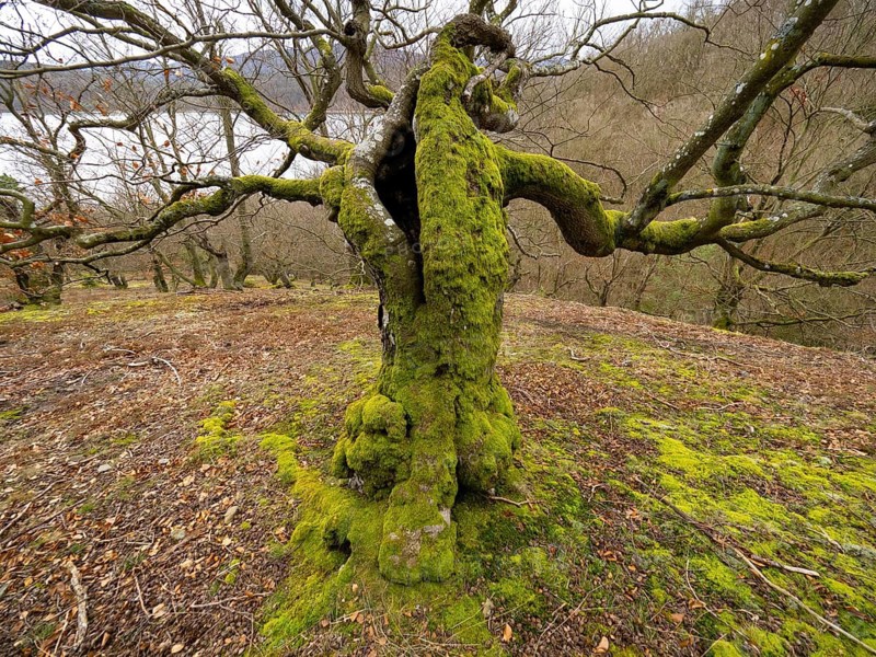 Beech Tree (Fagus sylvatica), an old gnarled tree, covered in moss, in Kellerwald national park, in winter, North Hesse, Germany