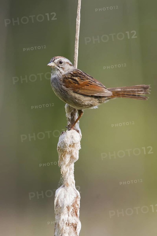 Swamp Sparrow (Melospiza georgiana), Ontario, Canada