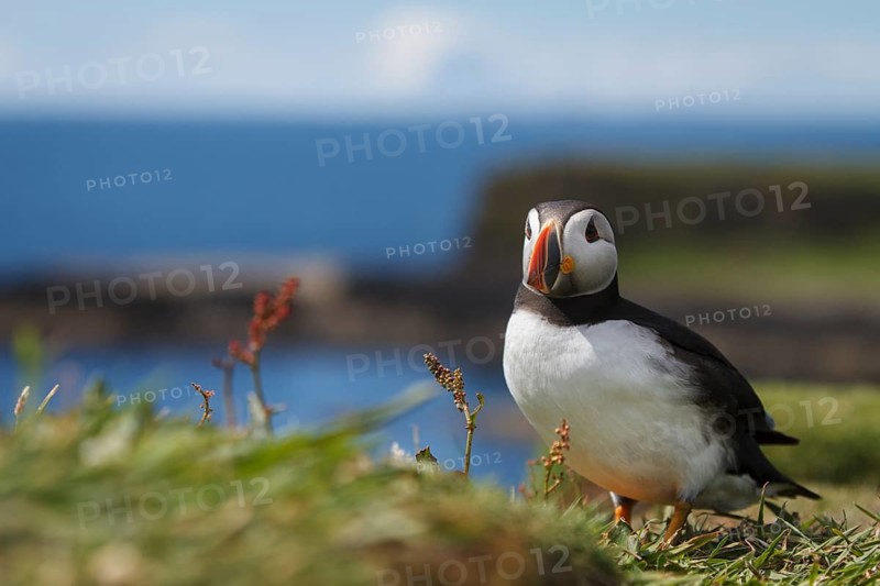 Atlantic Puffin (Fratercula artica), on cliffs, Scotland, United Kingdom