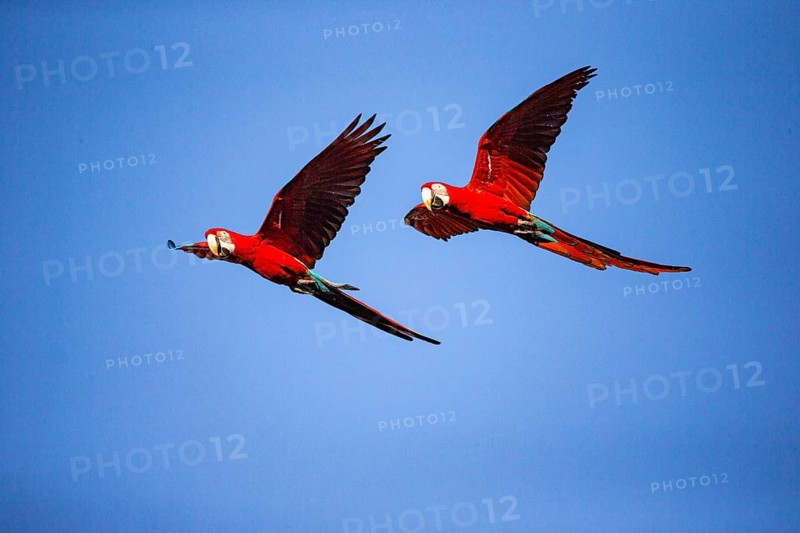 Red-and-green macaw (Ara chloropterus) Buraco das Araras Brazil