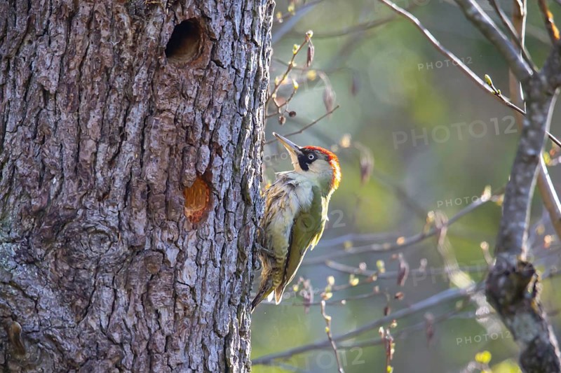 European green woodpecker (Picus viridis) female, Germany