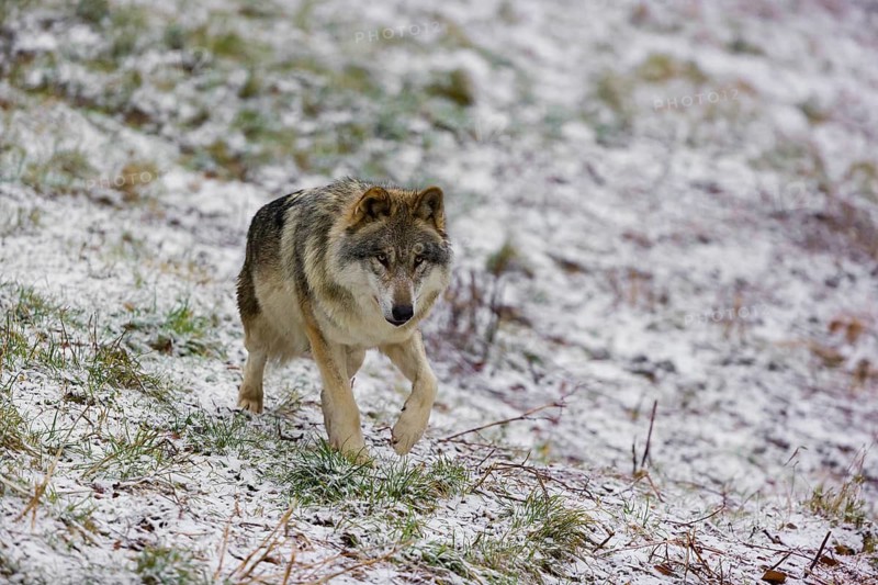 One eurasian gray wolf (Canis lupus lupus) walks over a snowy meadow in an open forest