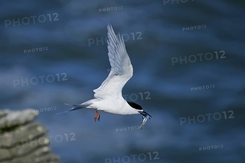 White-fronted Tern (Sterna striata) flying with fish in beak, South Island, New Zealand