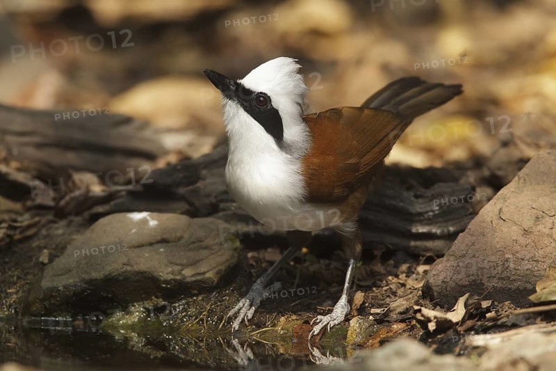 White-crested Laughingthrush (Garrulax leucolophus), Kaeng Krachan, Thailand